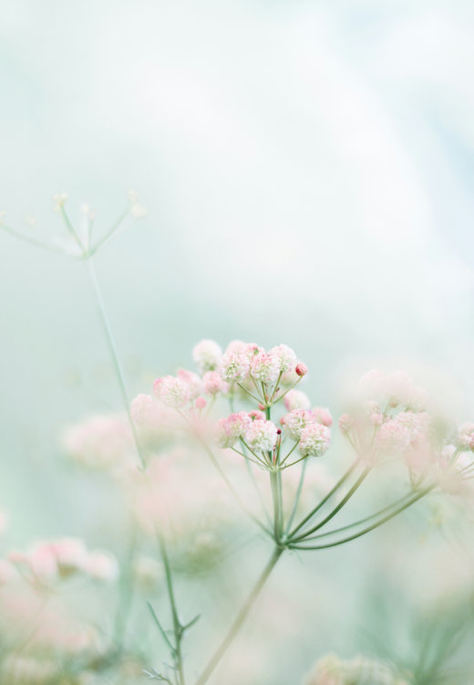 草花のカラー写真