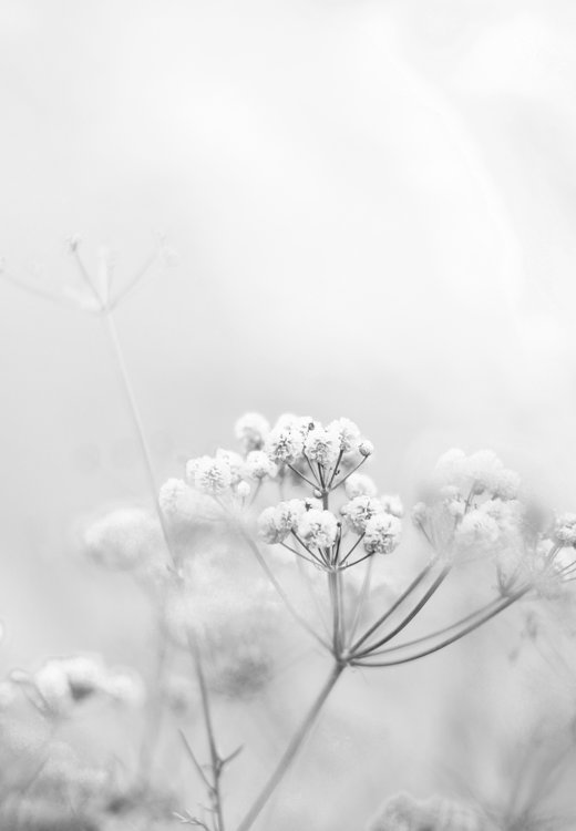 草花のモノクロ写真