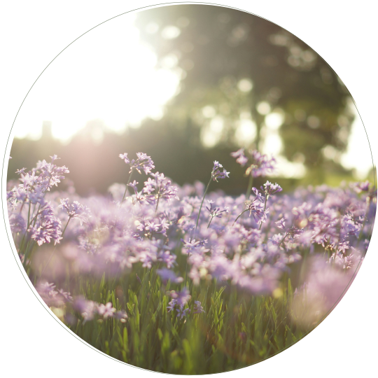 草花の写真